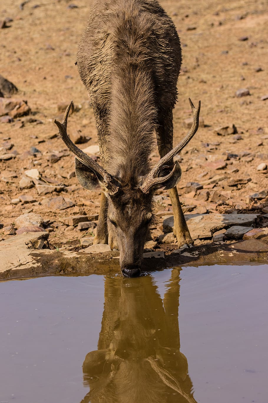 india, ranthambore, national park, samba deer, drink, mirroring, water, animal world, mammal, nature