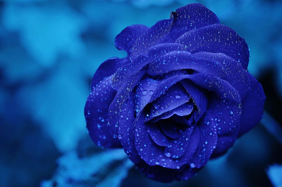 bunga biru petaled, mawar, biru, bunga, mawar mekar, cinta, merah anggur, latar belakang, ungu, alam