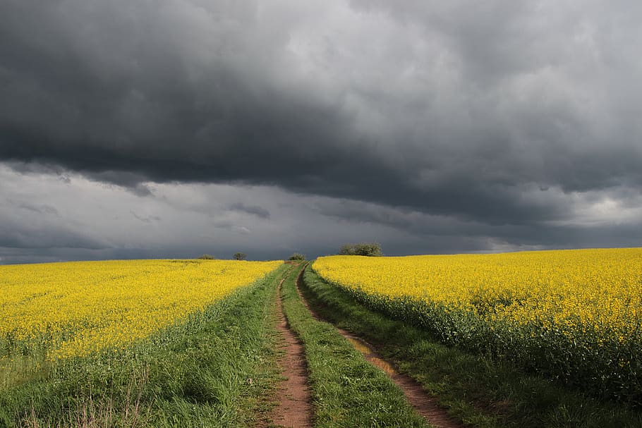 spring, field of rapeseeds, clouds, weather, thunderstorm, nature, landscape, lane, sky, rainy weather