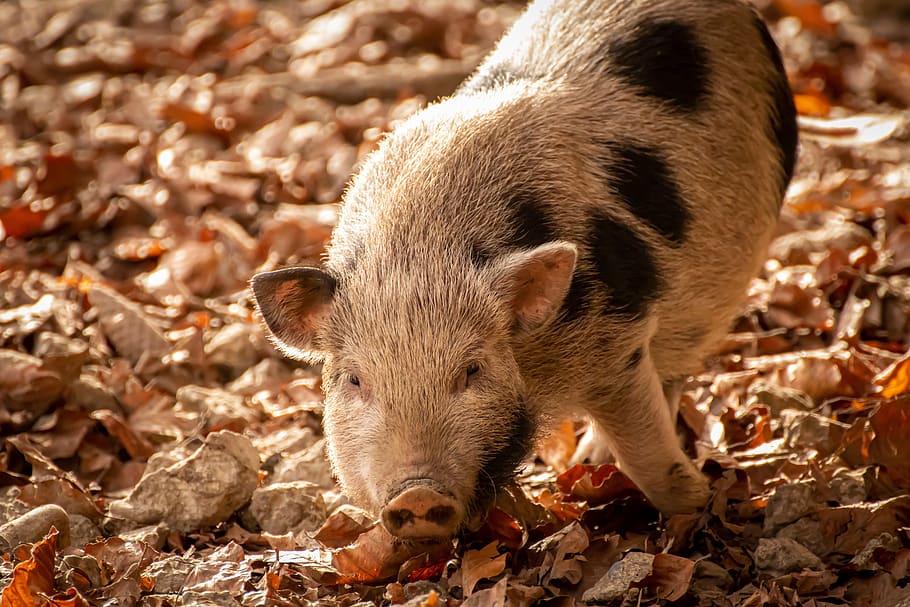 pig, piglet, cute, young animal, sow, spotted, leaves, nature, luck, lucky charm