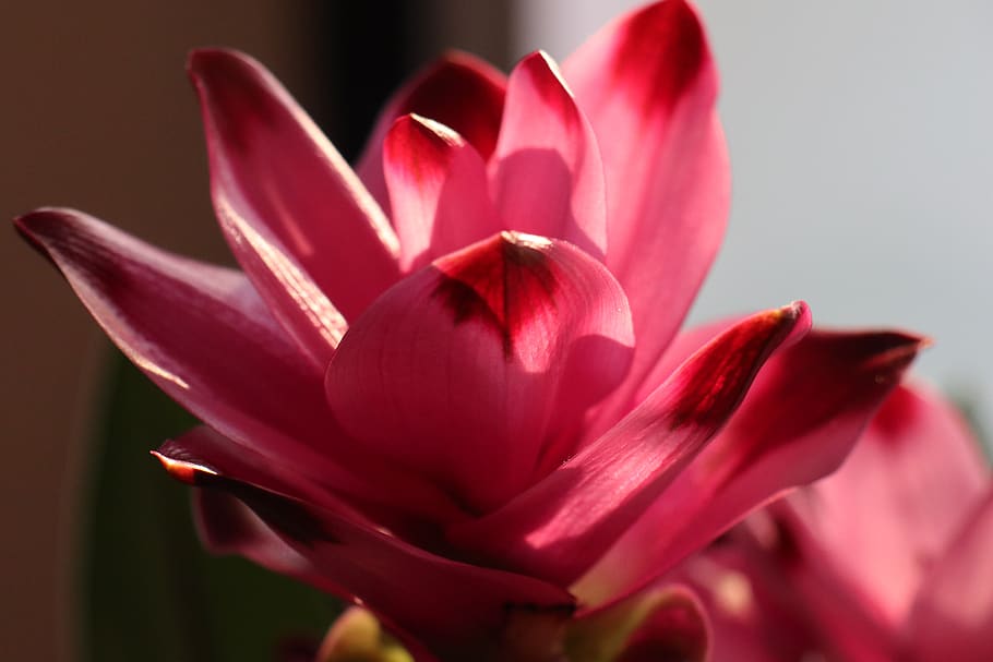 flower, pink, turmeric, beauty, nature, flowering plant, plant, freshness, beauty in nature, close-up
