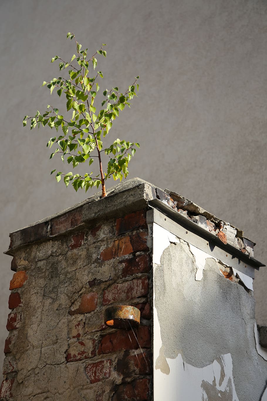 decay, ruin, masonry, ailing, dilapidated, building damage, plant, nature, built structure, wall - building feature Pxfuel