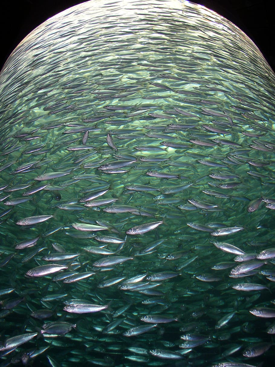fishes, shoal, many, multitude, mackerel, marine, water, collection, aquatic, swimming