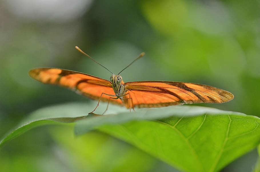 selective, focus photography, orange, butterfly, green, leaf, daytime, dryas julia, julia longwin, insect