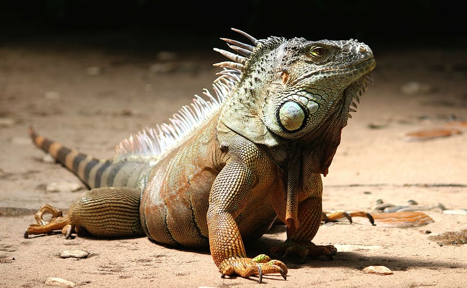 marrón, gris, barbudo, dragón, iguana, reloj, lagarto, reptil, animal, escala