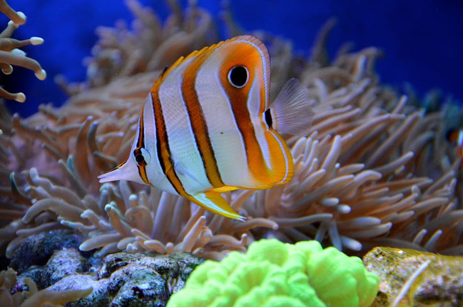 orange, white, stripe fish, coral, reef, fish, aquarium, cay, animal, under-water