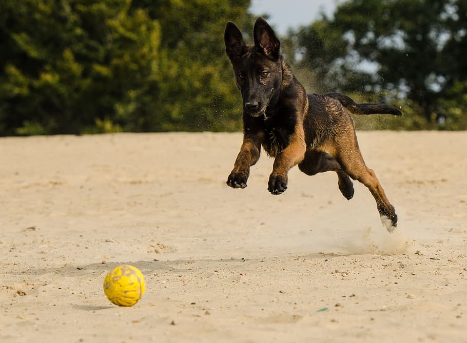 fetching, ball, brown, sand, Belgian Malinois, malinois, doggy, belgian shepherd dog, motion recording, running dog