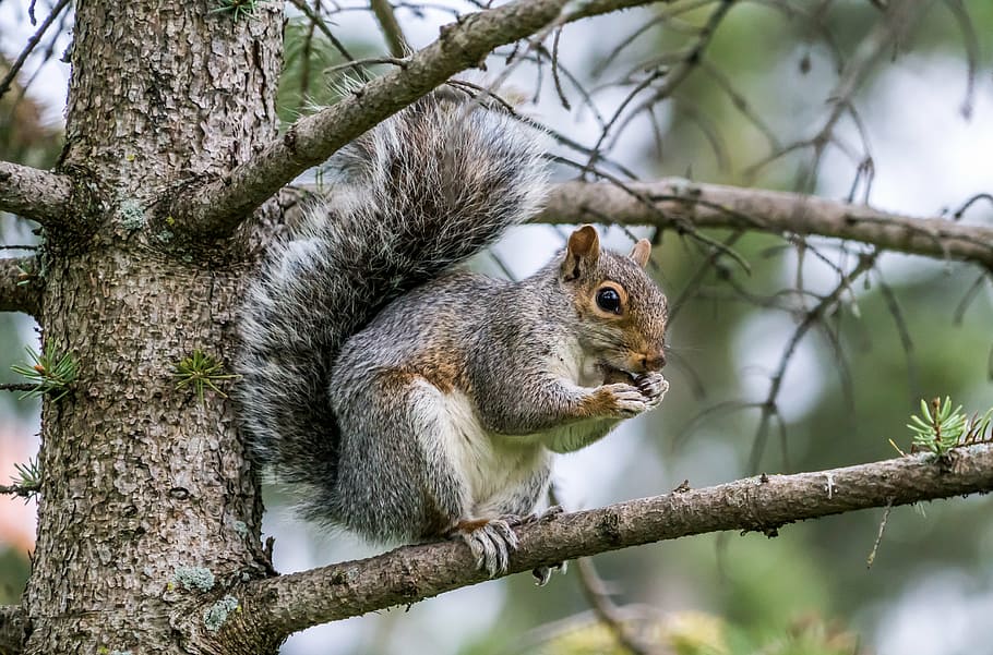 gray, squirrel, tree branch, daytime, selective, focus photography, eating, nature, wildlife, animal