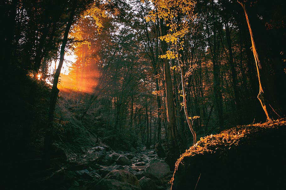 hutan, sinar matahari, alam, kayu, pohon, batu, batu-batu besar, musim gugur, lanskap, di luar ruangan