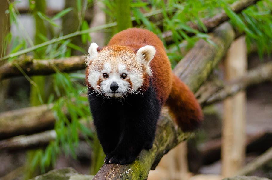 Panda Merah, panda, pohon, cabang, hewan, tema hewan, satwa liar, mamalia, satu hewan, hewan di alam liar
