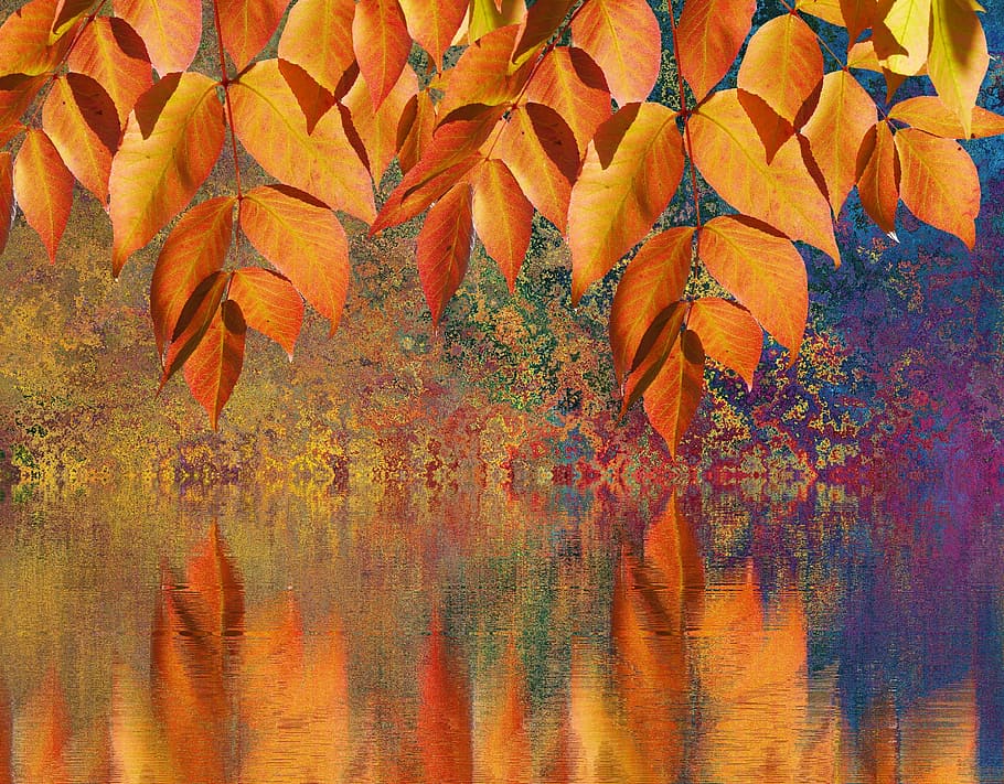 オレンジ, 葉, 体, 水の絵, 秋, 秋の葉, 秋の色, 色, 自然, ミラーリング