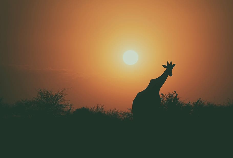silhouette photo, giraffe, silhouette, plants, sunset, animal, wildlife, tree, plant, outdoor