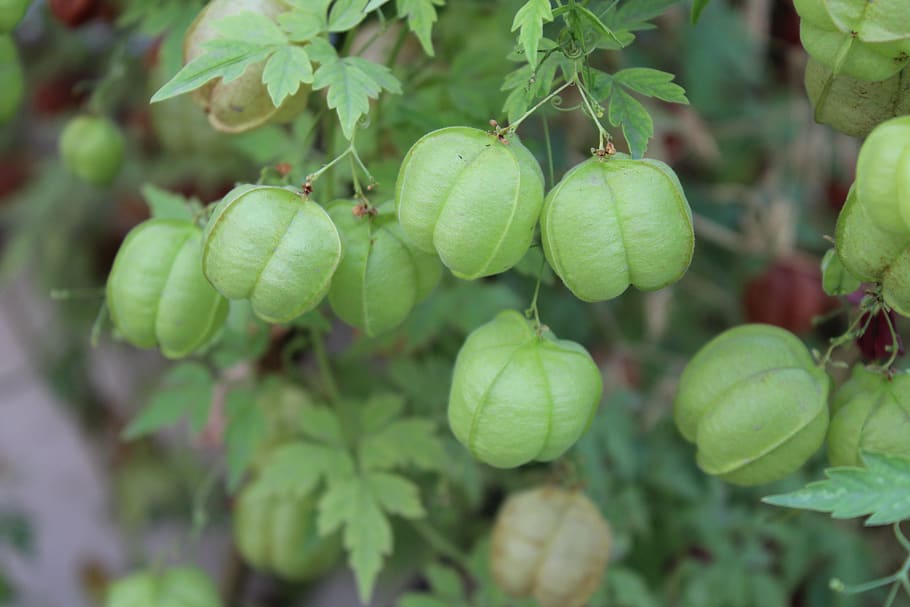 Balloon Vine Green Fruit Healthy Eating Growth Green Color Food Food And Drink Freshness Pxfuel