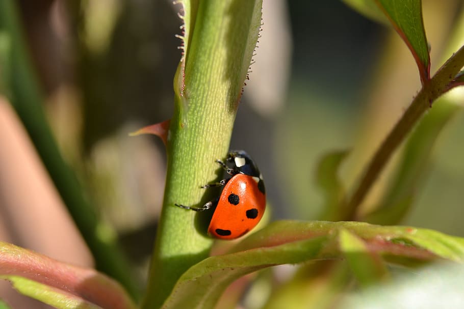 merah, hitam, kepik, close-up, alam, serangga, daun, hijau, coleoptera, kumbang kecil