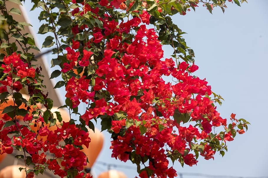 hoian, vietnam, unesco, flor, viejo, cuello, bonito, bajo, moho, planta