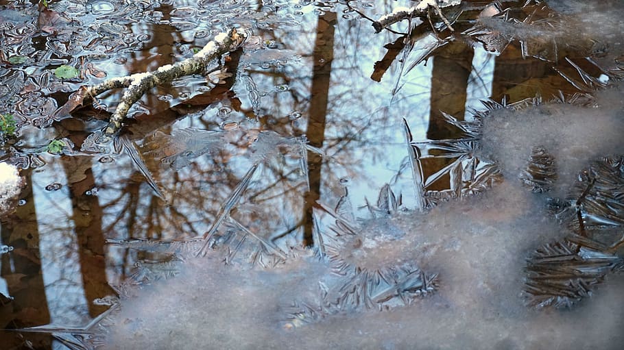 early winter, crust, forest, swamp, leafs, grass, ice, lake, leaves, surface