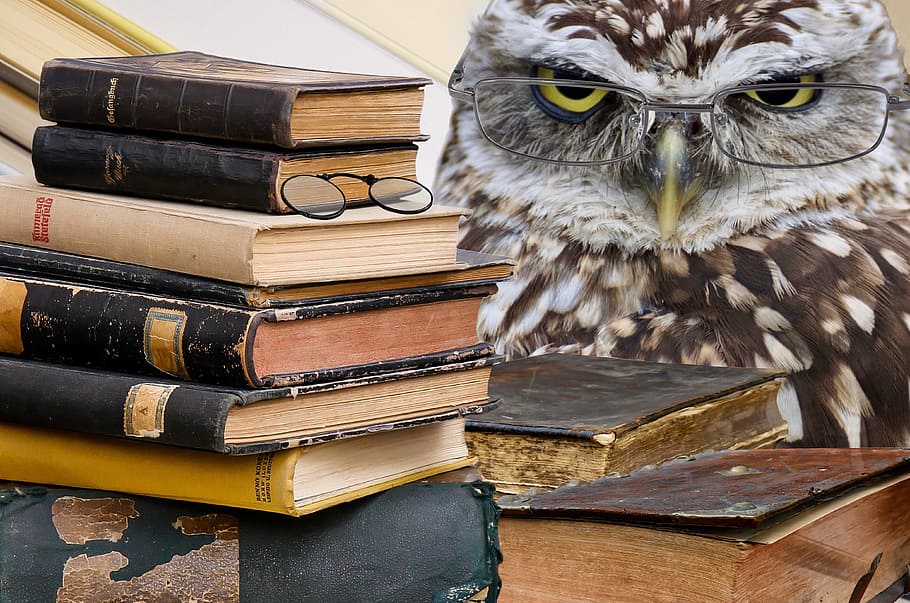 brown, owl, stack, books, bird, animal, plumage, animal world, feather, bill