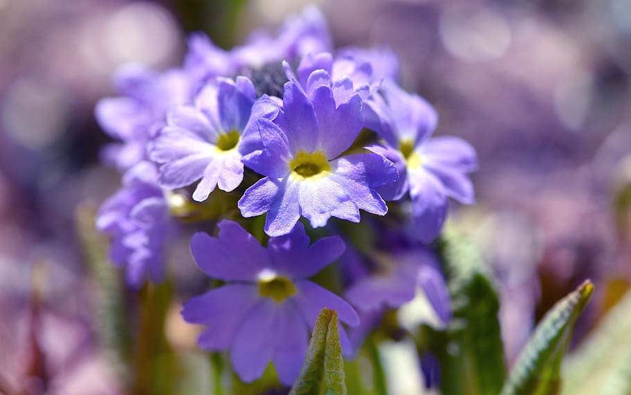 drumstick, blue, primrose, plant, flower, garden, spring, spring flower, early bloomer, nature