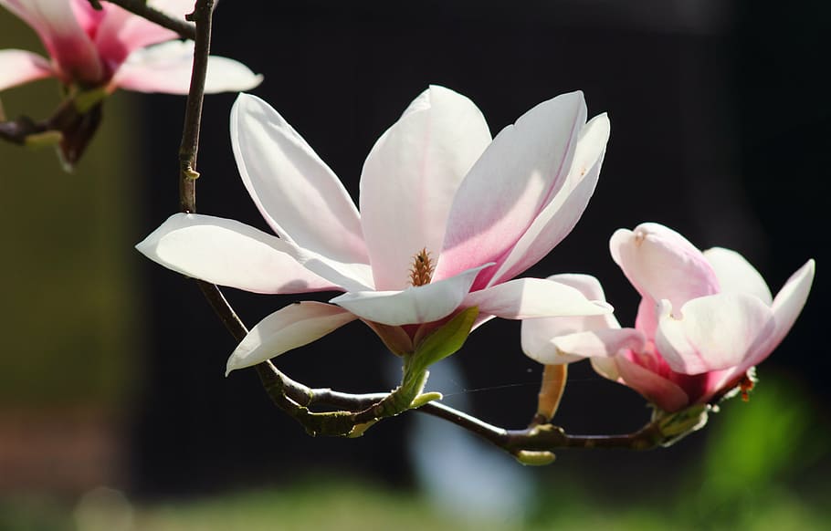 selectivo, foto de enfoque, flores de pétalos en blanco y rosa, magnolia, flores, primavera, naturaleza, rosa, árbol, plena floración