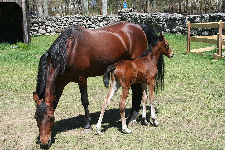 foal, mare, horse, mother and baby, love, care, dependence, chestnut, equestrian, grazing