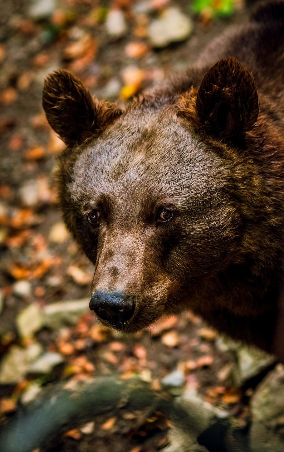 brown, bear, facing, sideways, black bear, animal, wildlife, macro, closeup, nature