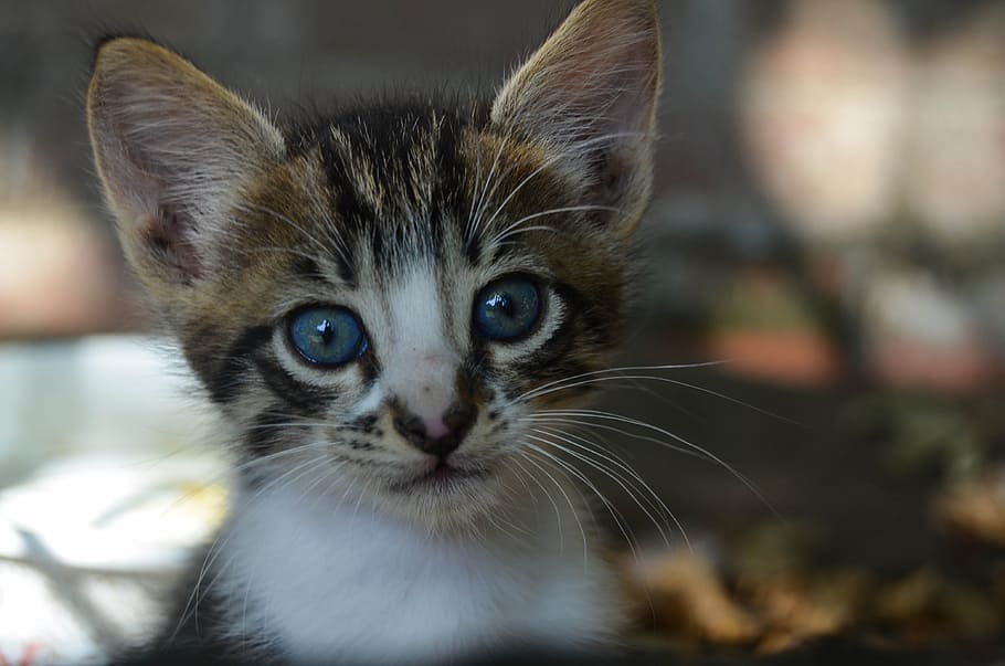 Gato, Filhotes, Bebê Animal, Bonito, Olho, visão geral, olho azul, gato doméstico, animais de estimação, animais domésticos
