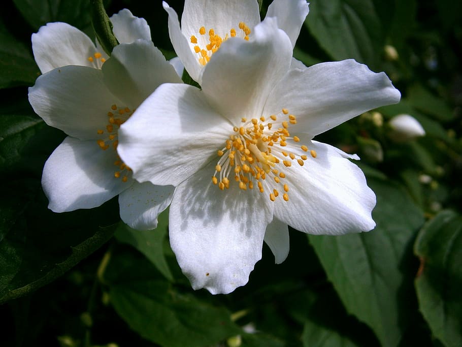 selectivo, fotografía de enfoque, blanco, flor de anémona, floración, jazmín de verano, jazmín bauer, simulacro de naranja, jazmín, arbusto de silbato europeo