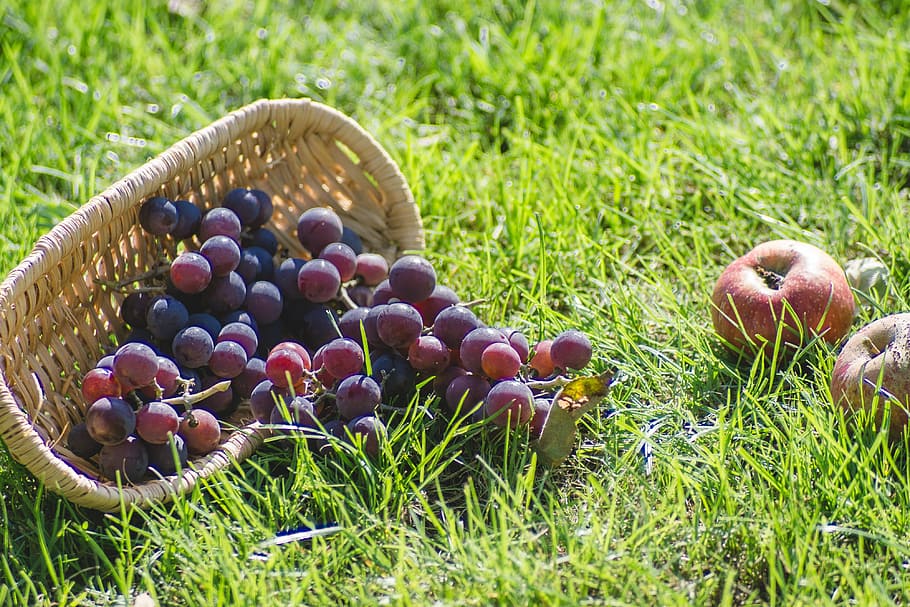 grapes, fresh, dark, shopping cart, apples, fruit, on the grass, grass, garden, sunny day