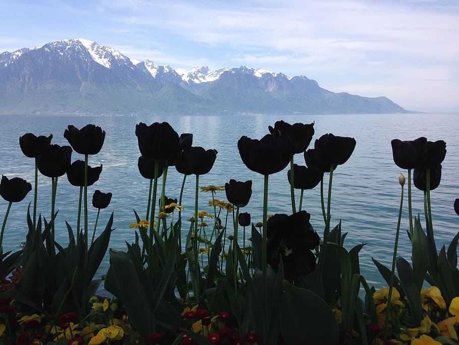 black tulips, silhouettes, lake, alps, montreux, beauty in nature, mountain, water, flower, plant