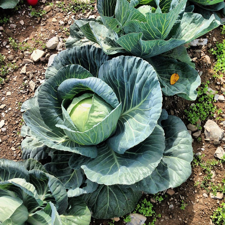 cabbage, plant, agriculture, vegetable, leaf, farming, planting, farm, grow, soil