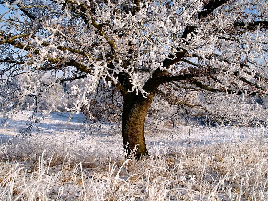 withered, tree, grass field, winter, ice, frost, ripe, sugar, frozen, winter dream