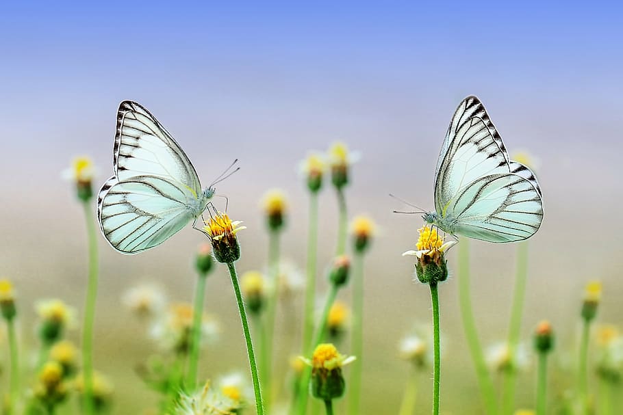 fotografía macro, dos, blanco, mariposas, encaramado, amarillo, flor de pétalos, mariposa, insecto, macro