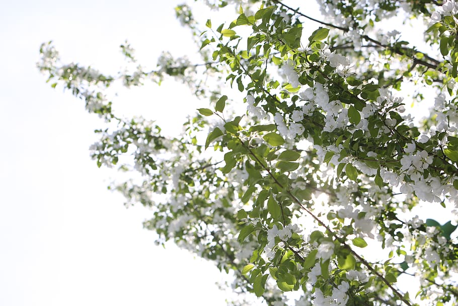white, cherry blossoms, trees, branches, nature, plant, beauty in nature, flower, flowering plant, tree
