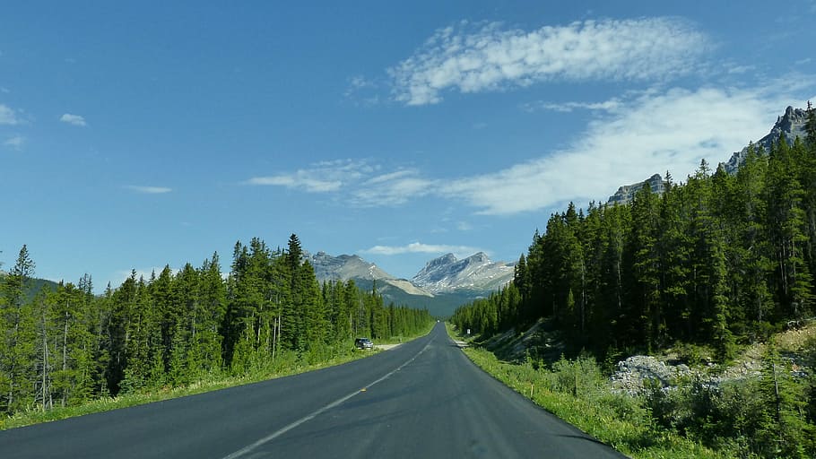 gray, concrete, roadway, green, pine trees, icefield parkway, canada, banff, jasper, nature