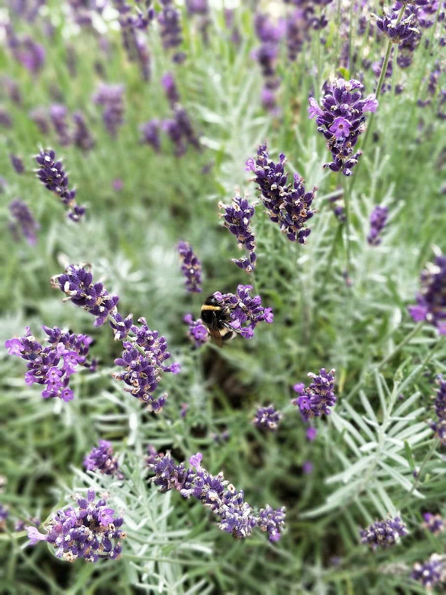 kumbang, lebah, bunga, serangga, alam, taman, tanaman, lavender, penyerbukan, flora