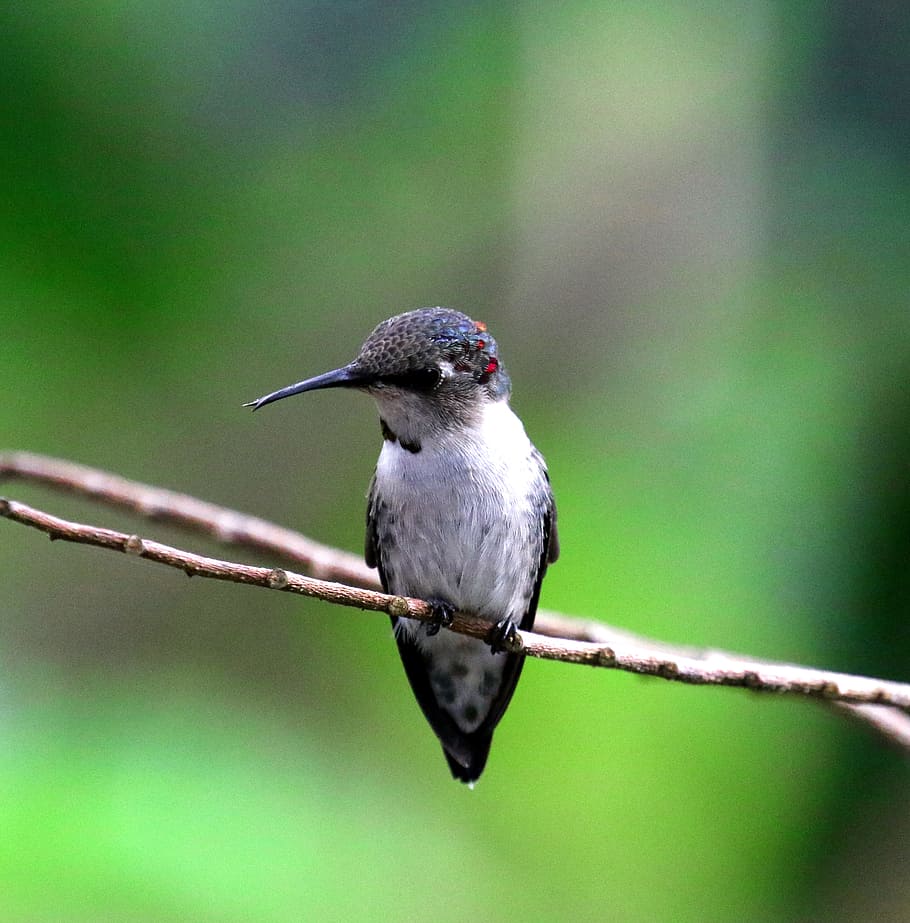 shallow, focus photography, gray, black, Cuba, Bee Hummingbird, Bird, hummingbird, green, wildlife