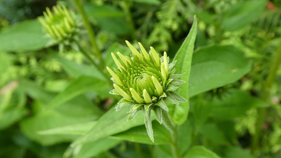 echinacea, coneflower, blossom, bloom, tender, awakening, plant, green color, growth, beauty in nature
