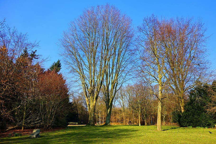 foto, verde, marrom, árvores, claro, azul, céu, parque, paisagem, gramado