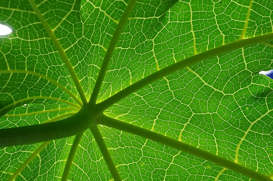 fotografi makro, hijau, tanaman, daun hijau, alam, tekstur, daun, warna hijau, latar belakang, makro