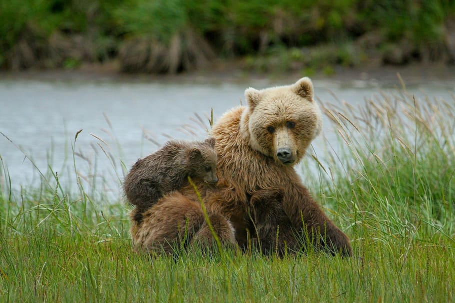 urso pardo, urso, filhote, sentado, corpo, agua, ursos, adulto, filhotes, porca