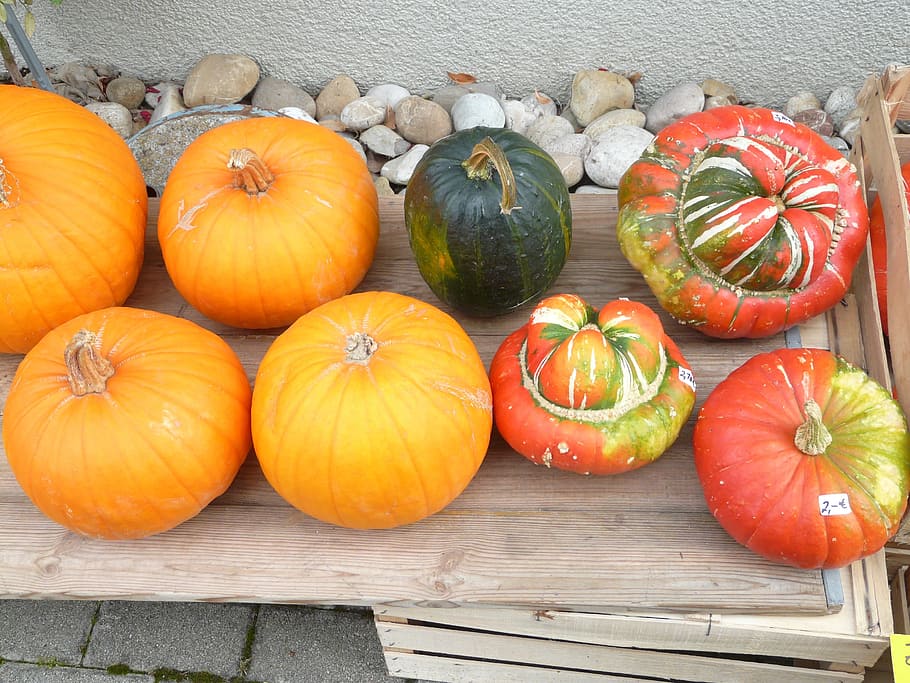 pumpkins, decorative squashes, cucurbita pepo, cucurbita maxima, patty pan squash, garden pumpkin, bischofsmütze, food and drink, food, healthy eating
