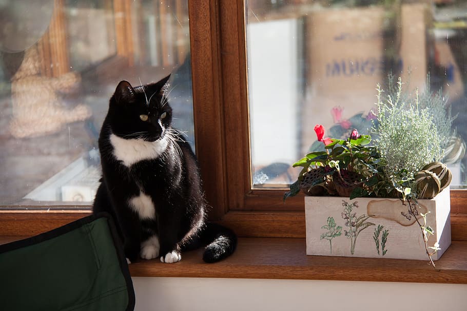 Gato, alféizar de la ventana, hogar, ventana, hogar dulce hogar, mascotas, gato doméstico, un animal, animales domésticos, día