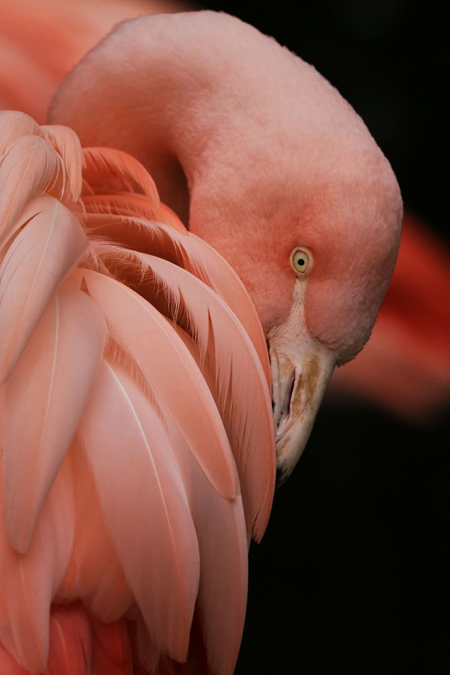 flamingo rosa, flamingo, pássaro, natureza, jardim zoológico, rosa, penas, cor rosa, um animal, parte do corpo animal