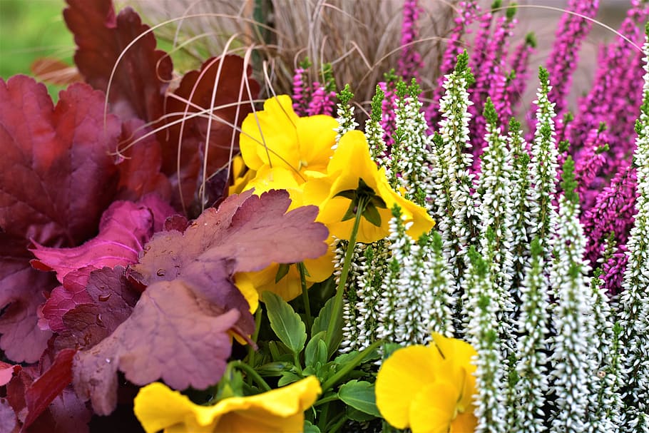 autumn, decoration, heather, pansy, ornamental, colors, flowerpot, garden, flowering plant, flower