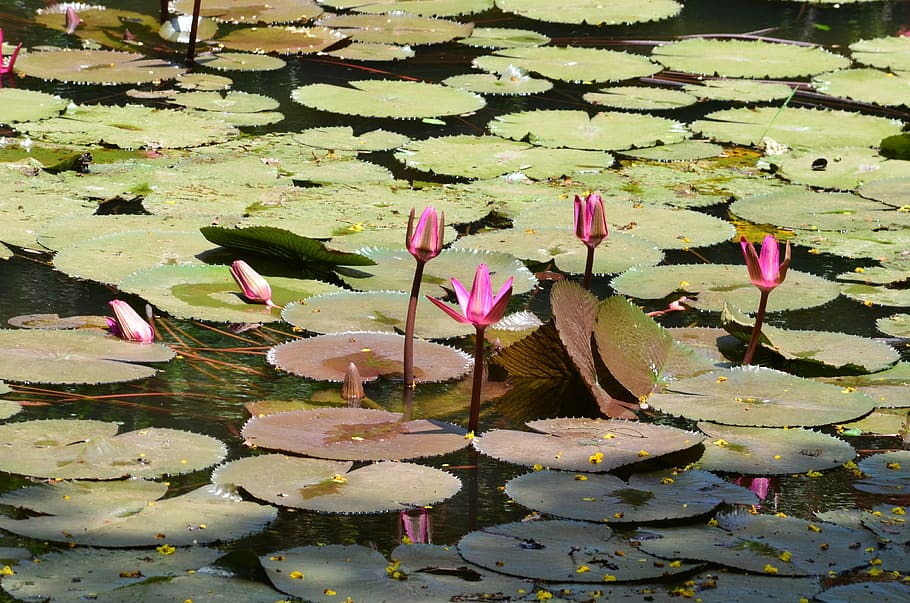 lily pads, lotus, flower, pond, water lily, nature, blossom, water, lake, leaf
