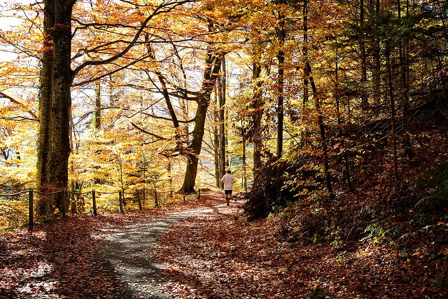 man, walking, along, trees, daytime, autumn, away, forest, jogger, run