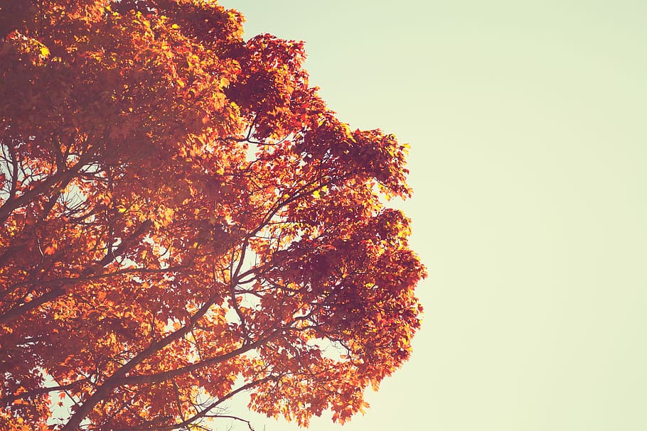 retro fall tree, Retro, Fall, Pohon, musim gugur, inspirate, vintage, alam, luar, hutan