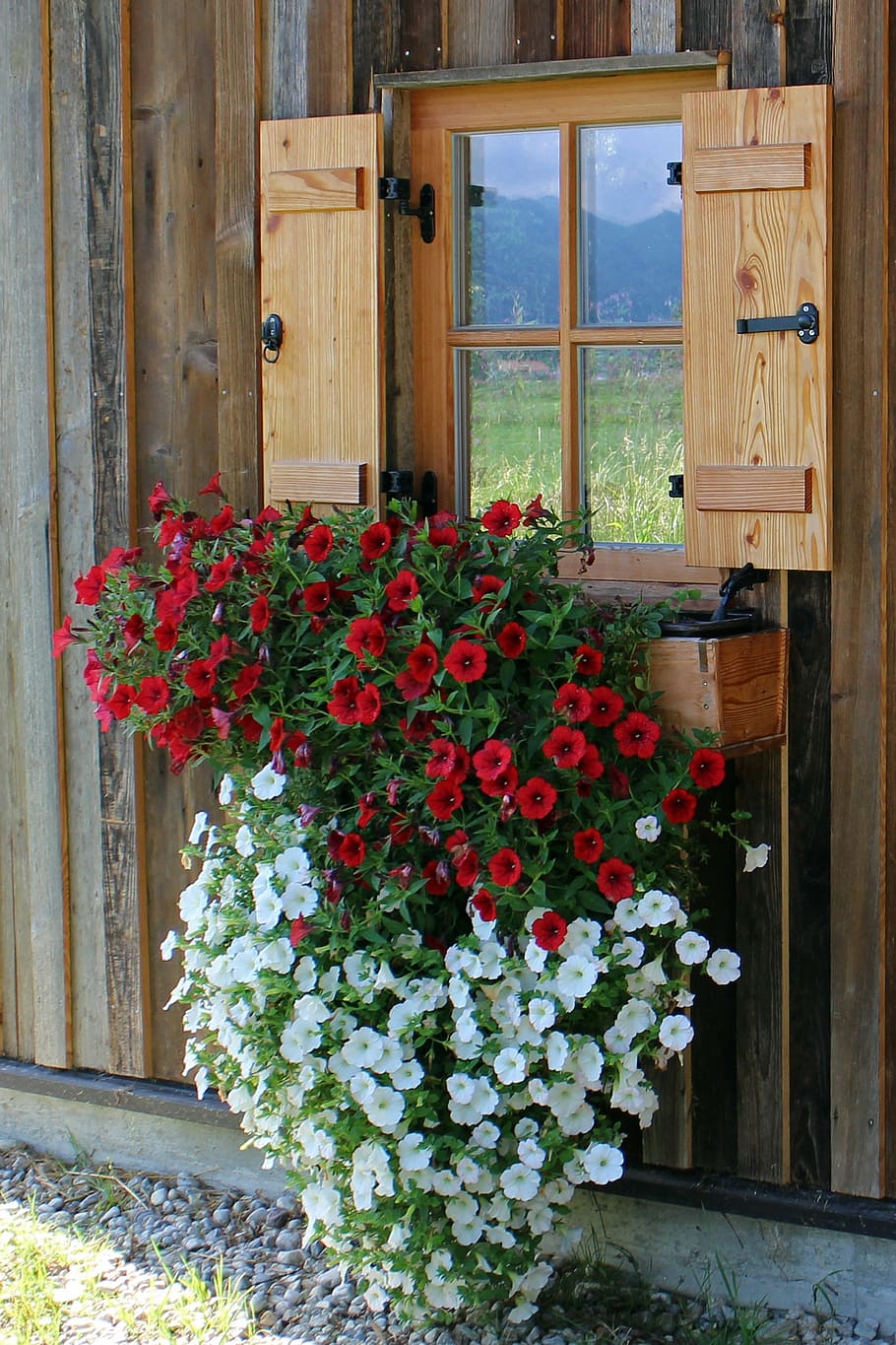 window, flowers, petunia, hanging plant, balcony plants, ornamental plant, hanging petunia, terrace flowers, sea of flowers, farbenpracht