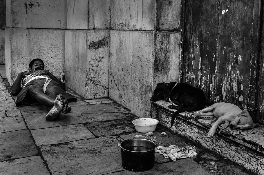 dogs, poverty, recife, homeless, misery, homelessness, hunger, simplicity, loneliness, street