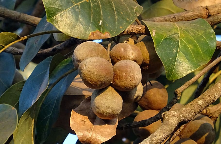 fruit, nut, dried, wild, sahyadri, western ghats, flora, karnataka, india, leaf